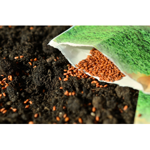 Cantonese Evangelistic Meeting Sowing Seeds