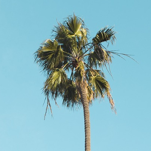 Palm Tree